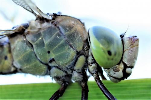 Anax parthenope